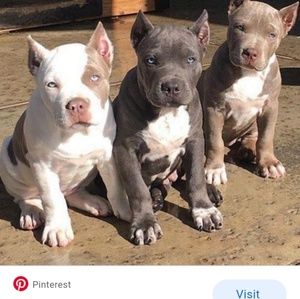 Meet your Posher, Jimmie